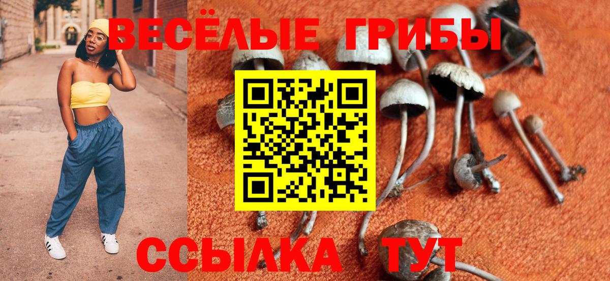 Галлюциногенные грибы Psilocybe  Вход с VPN  Тверь 